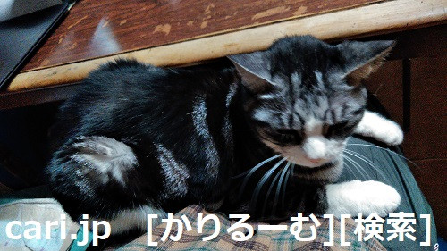 2018/12/01猫スズ(すず)の写真1812011920