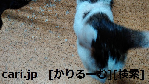 2018/12/01猫ハナ(はな)の写真1812011944