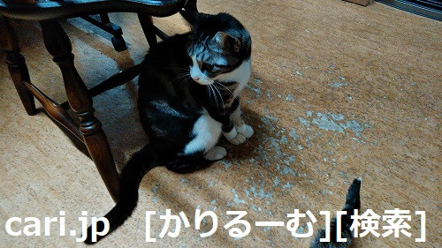 2018/12/01猫スズ(すず)の写真1812011944