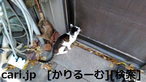 2018/12/09　猫ハナ(はな)写真　KIMG0253