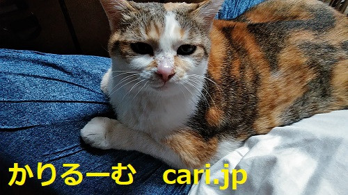 2019年12月11日　猫写真　cari.jp